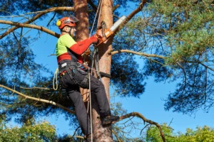 Tree Surgeons Hull