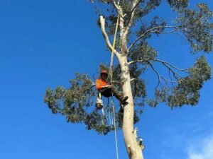 Tree Surgeons Hull
