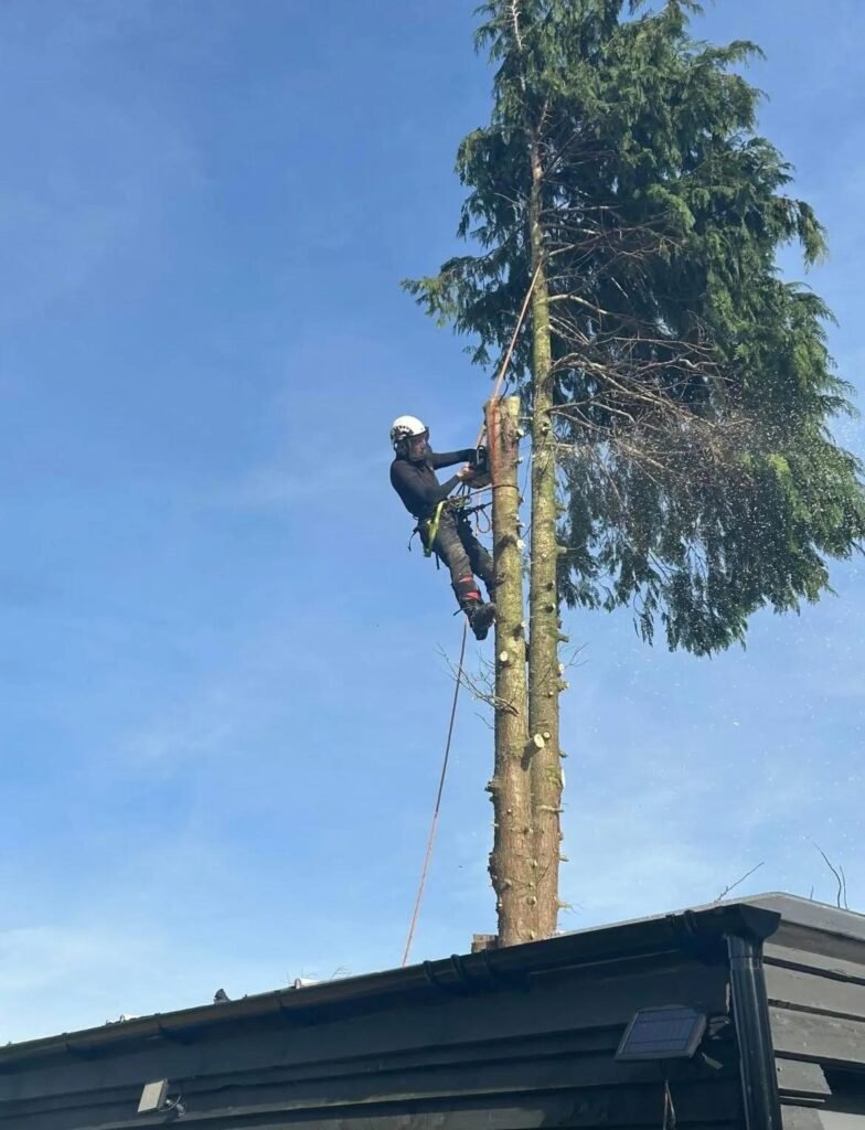 Tree Surgeons Hull