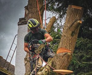Tree Surgeons Hull