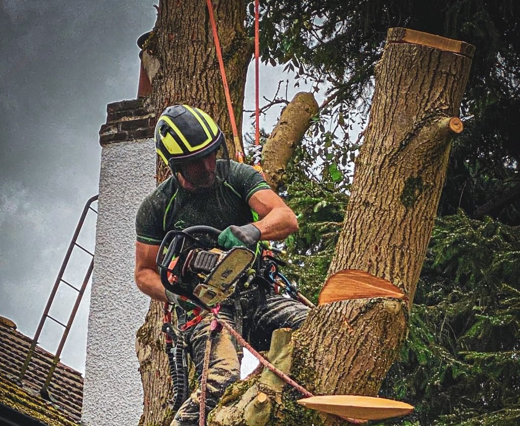 Tree Surgeons Hull