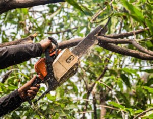 Tree Surgeons Hull