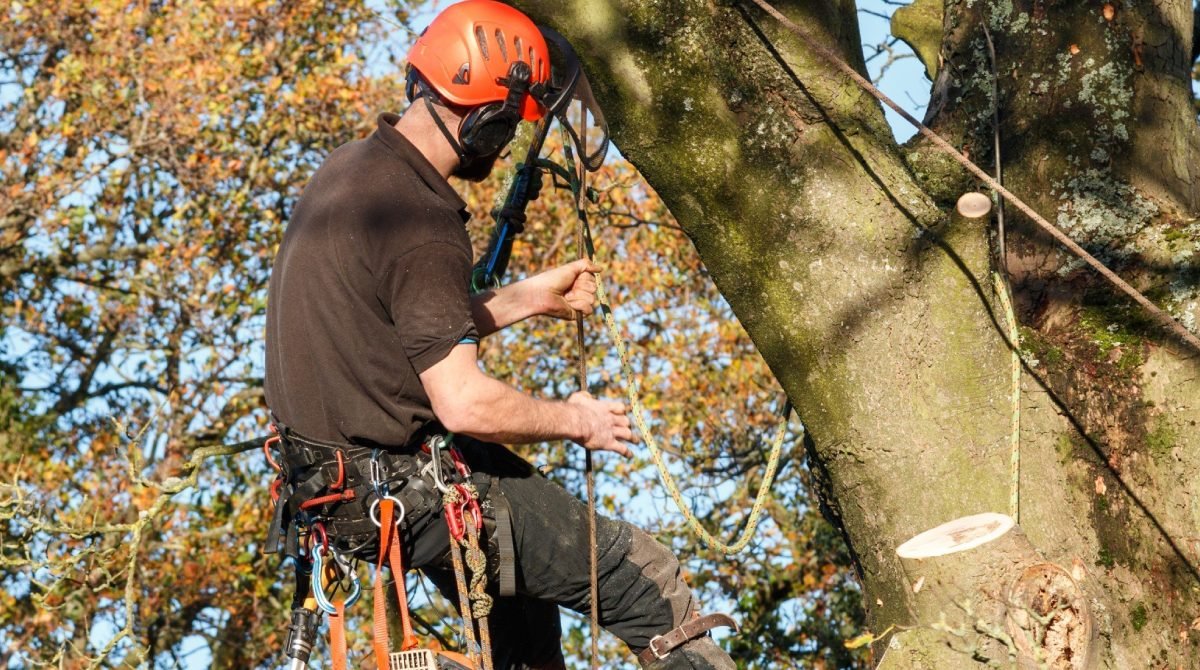 Tree Surgeons Hull