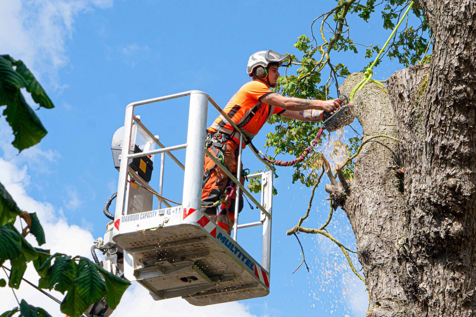 Tree Surgeons Hull