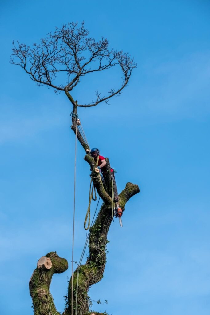Tree Surgeons Hull